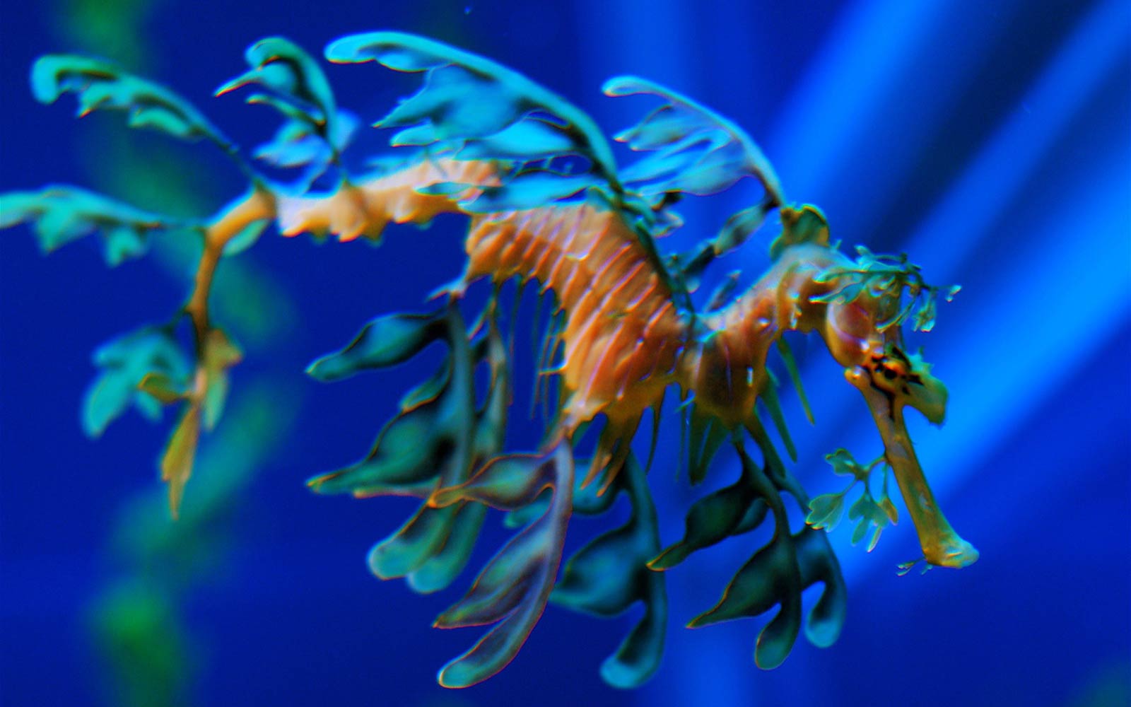Sea Dragon Wallpapers - Animals Town