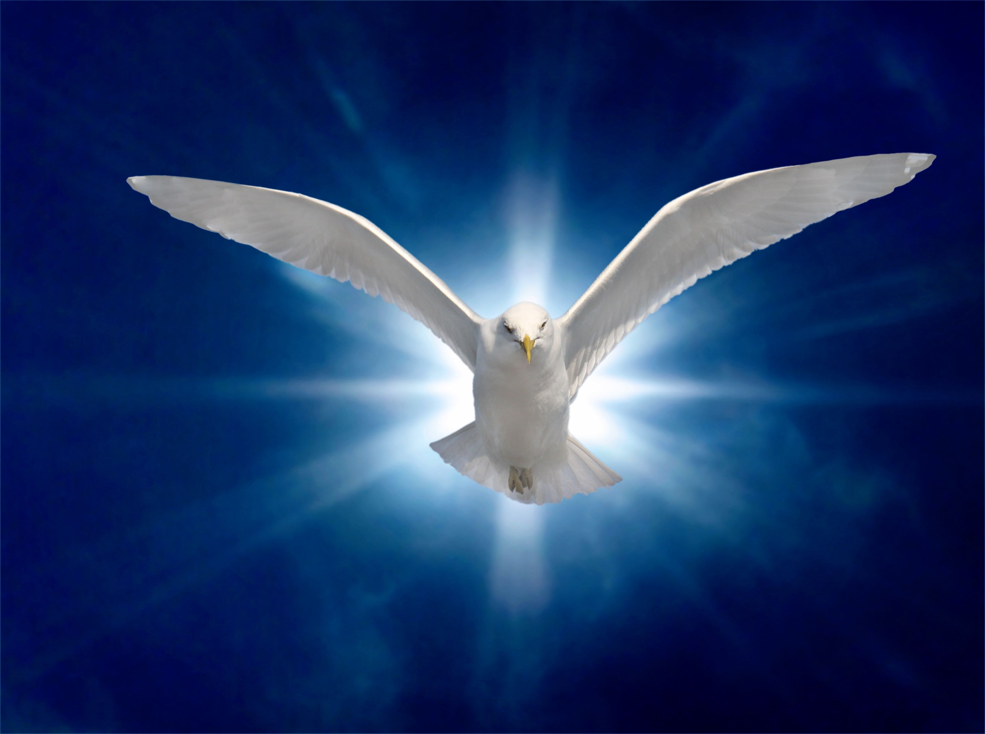 Birds White Bird Flying Light Holy Spirit Dover Blue Background