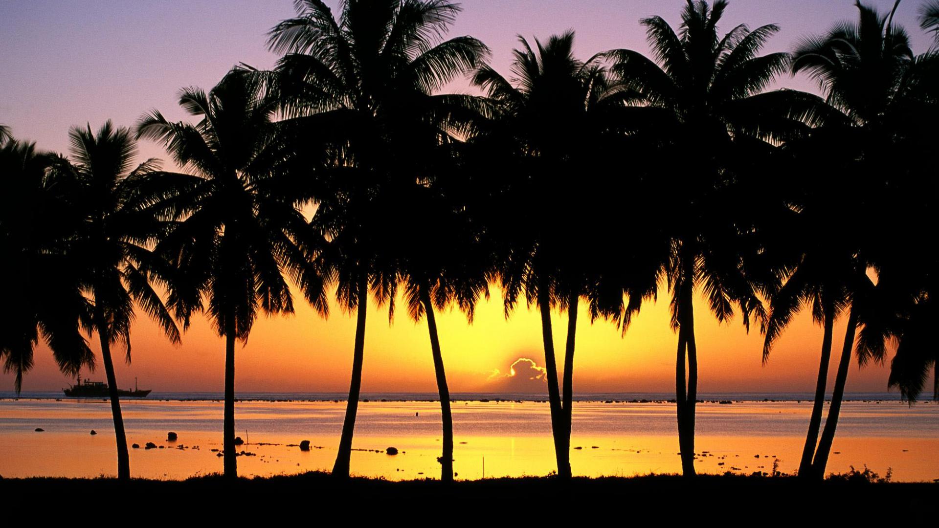 Palm Tree Desktop Wallpaper - HD Wallpapers Backgrounds of Your Choice