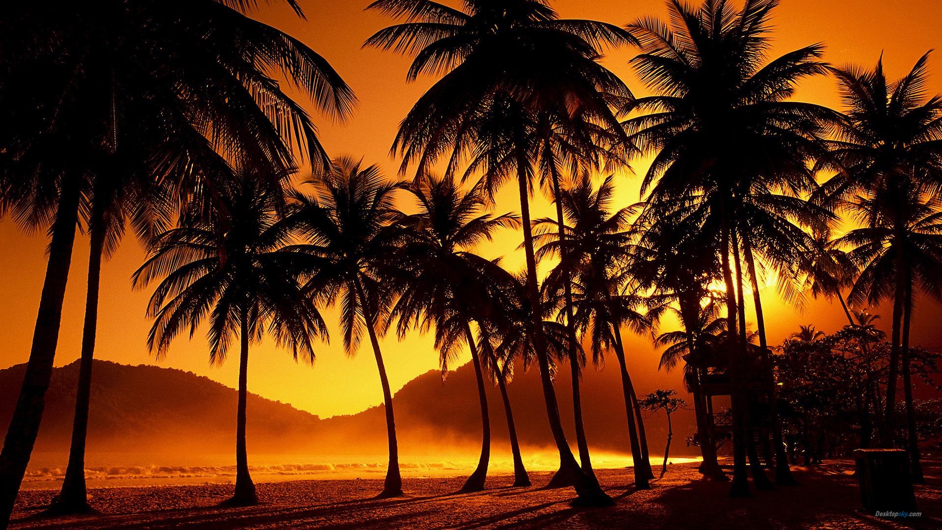 208948 Palm tree sunset beautiful Desktop Wallpaper 1920x1080
