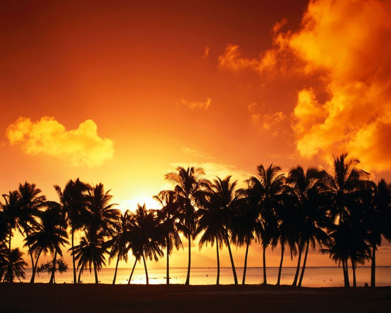 Palm Tree HD Wallpapers, Palm Tree Backgrounds, New Backgrounds