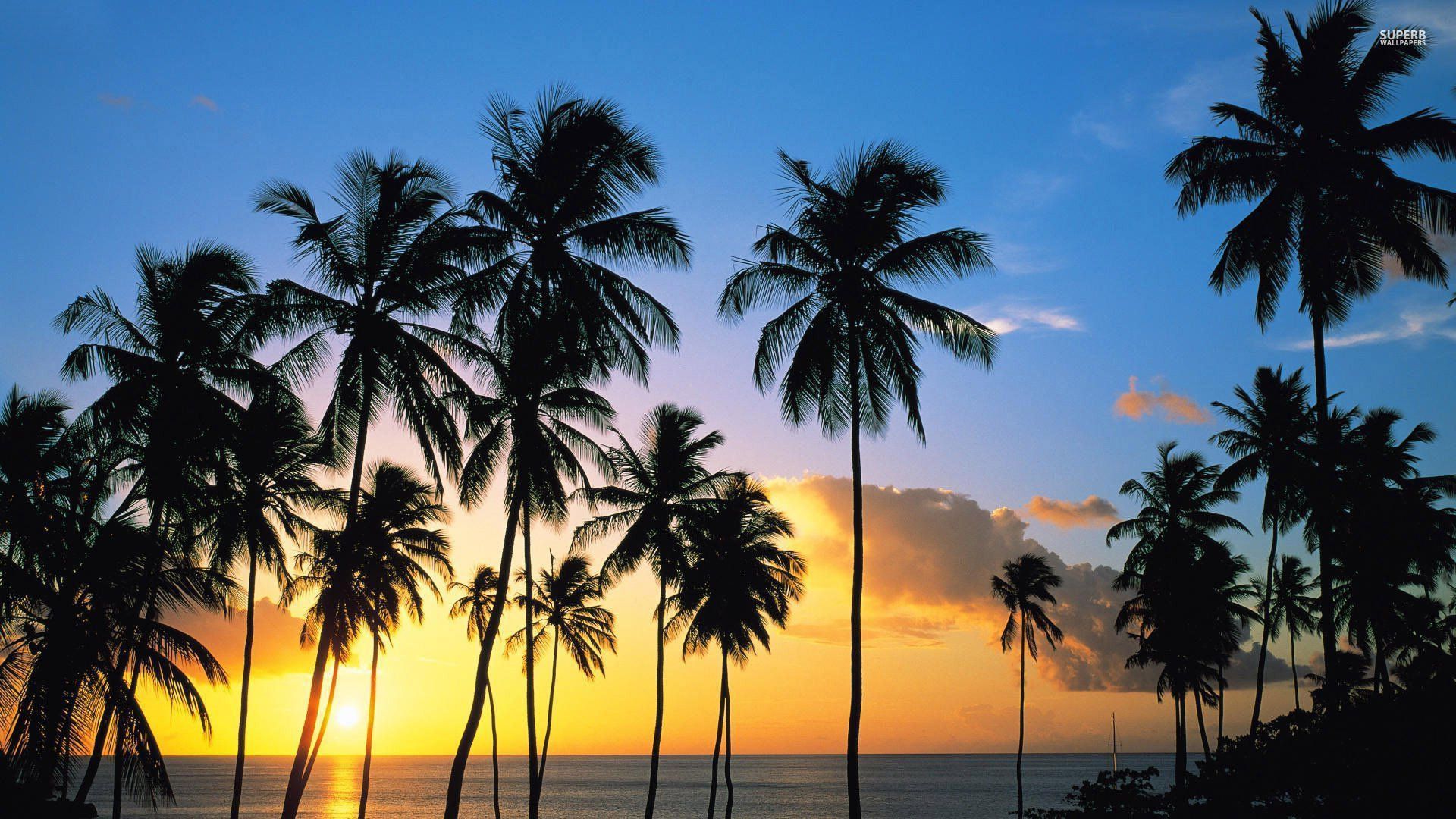 Palm tree silhouettes in the sunset wallpaper - Beach wallpapers ...