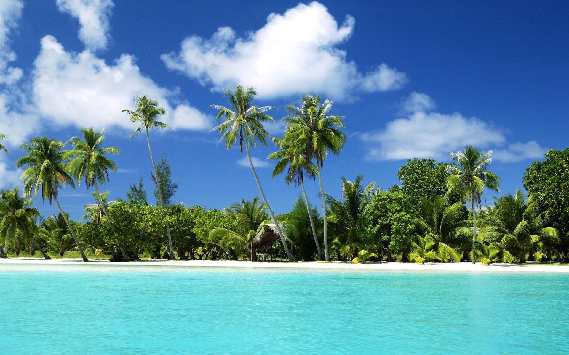 Island Sea Beach Sand Desktop Wallpapers Palm Tree L A