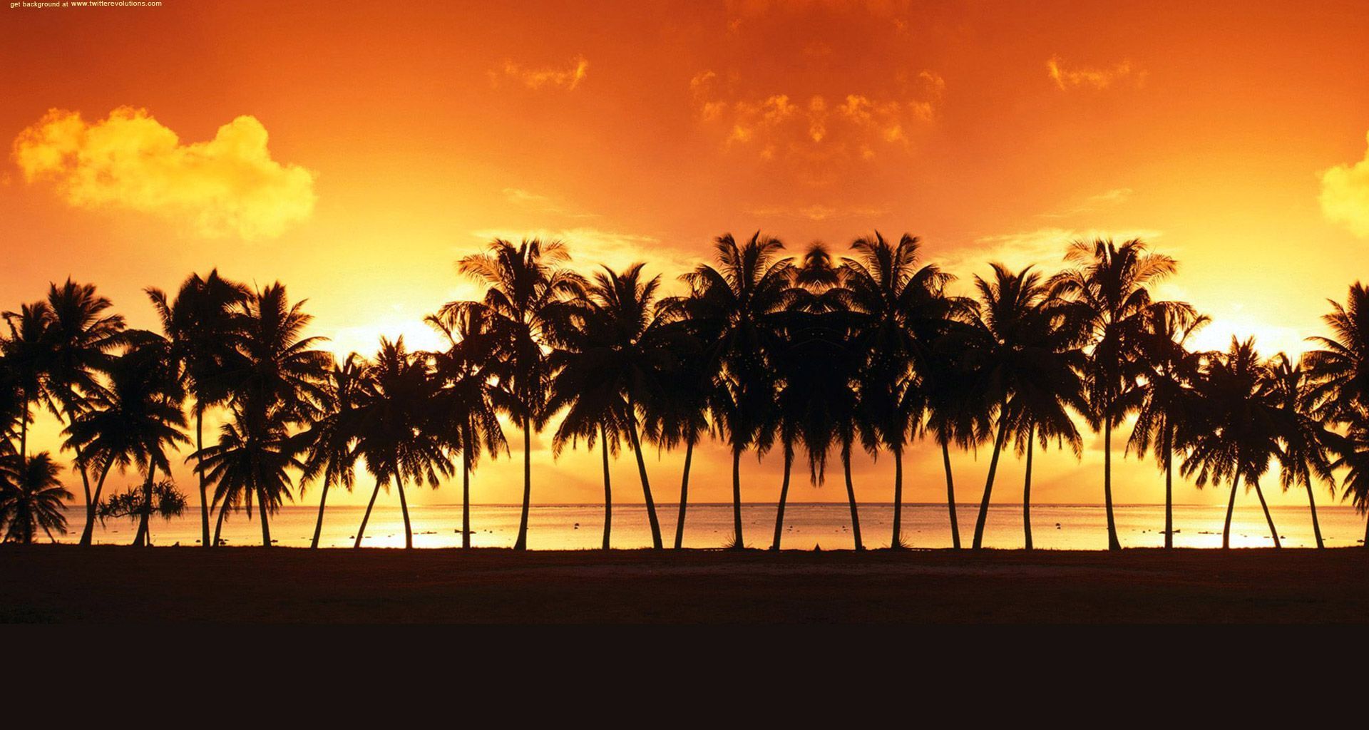 Palm Tree Wallpapers - Wallpaper Cave