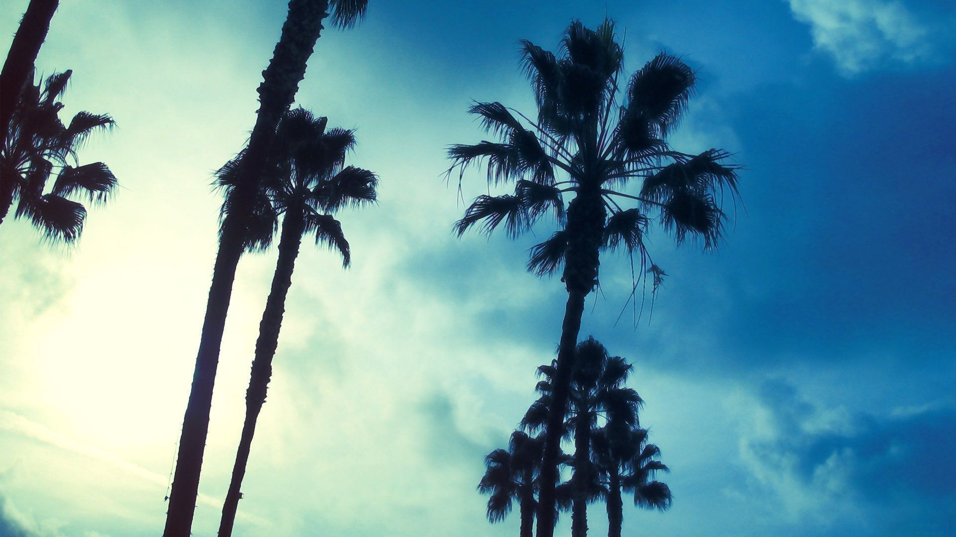 Gallery for - palm tree wallpaper