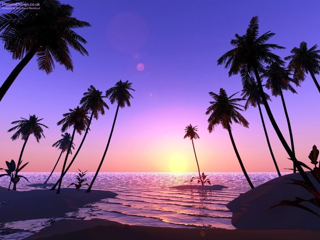 Beach Landscape With Palm Tree - wallpaper