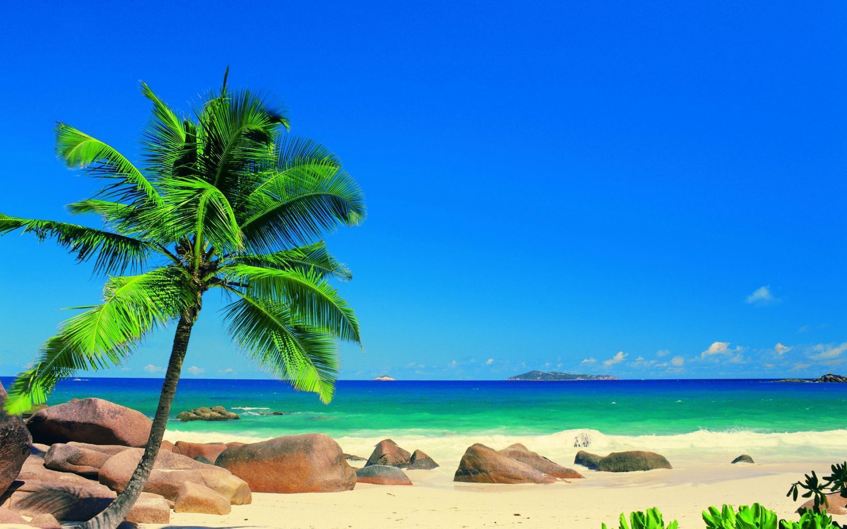 Gallery for - wallpaper of palm trees and beaches