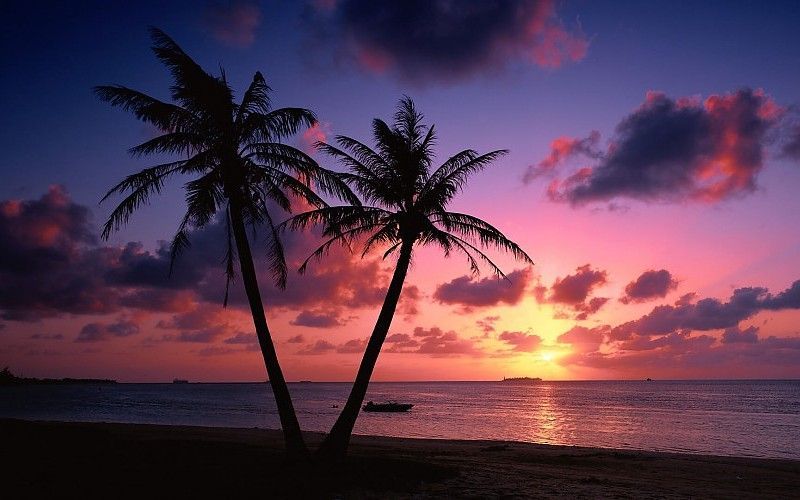 Tropical Beach Palm Trees Sunset Wallpaper free desktop ...