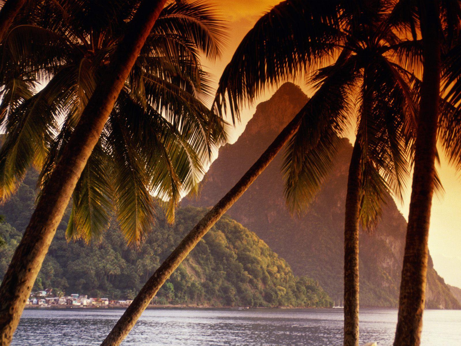 Palm tree silhouette free desktop background - free wallpaper image