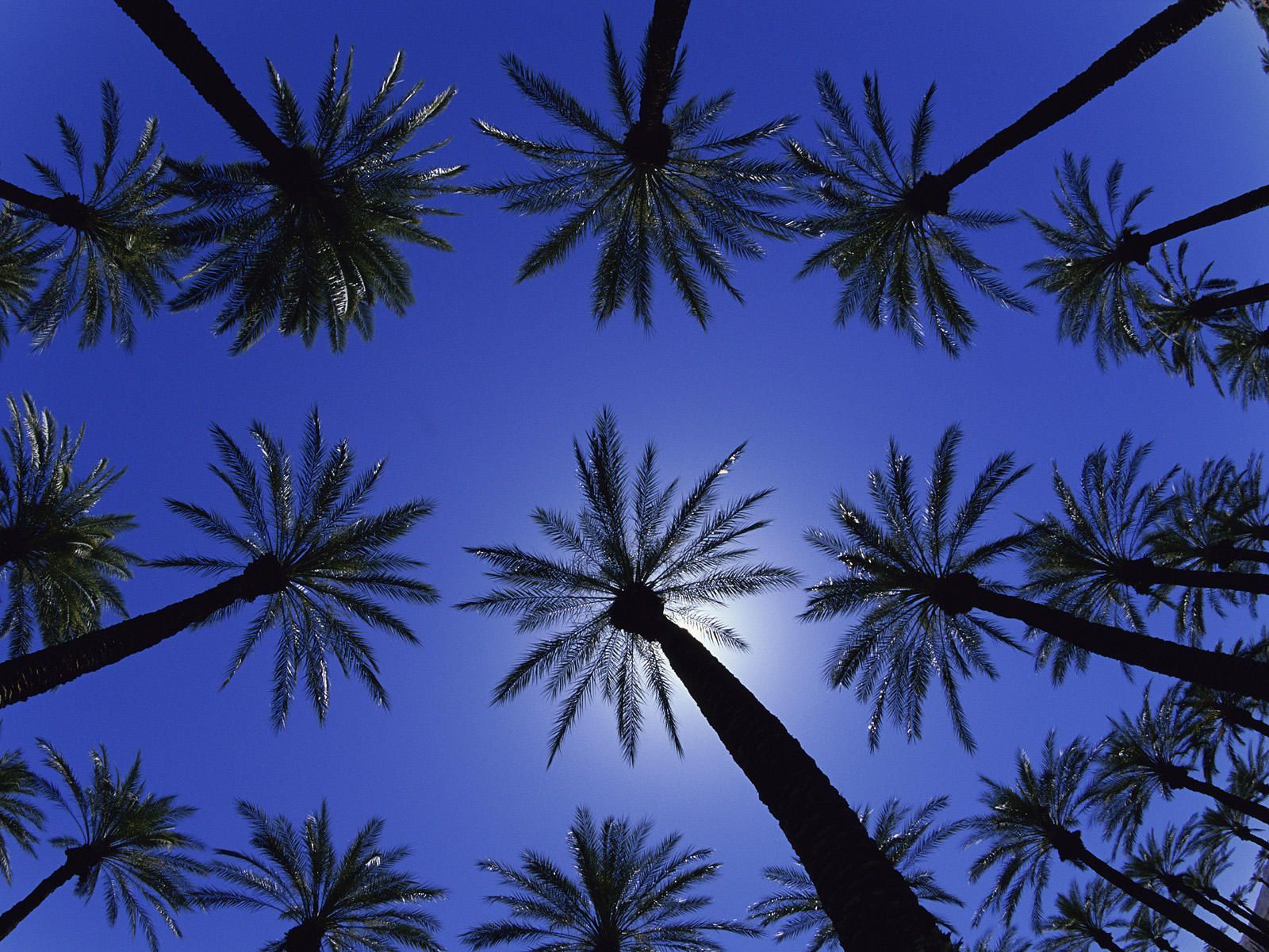 37 california palm trees wallpaperdate palm trees california ...