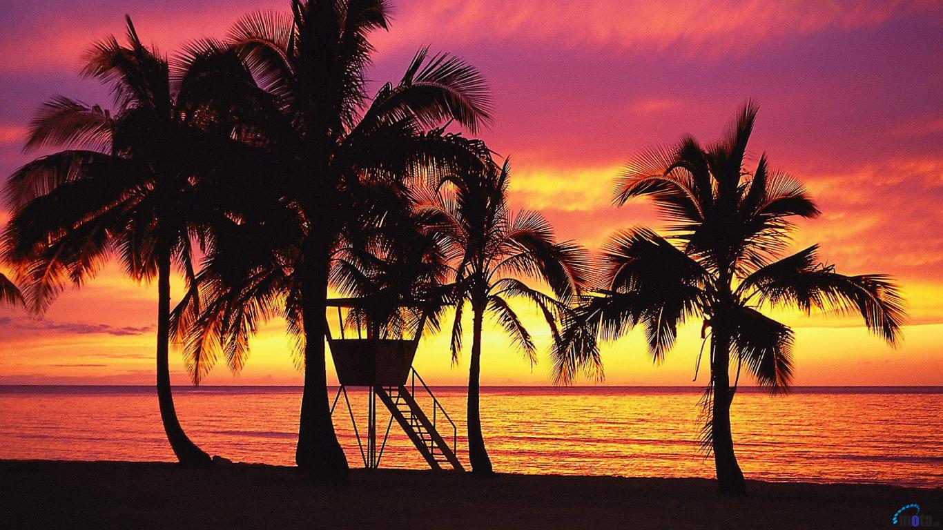 Download Wallpaper Palm Trees in Silhouette During Sunset on Oahu ...