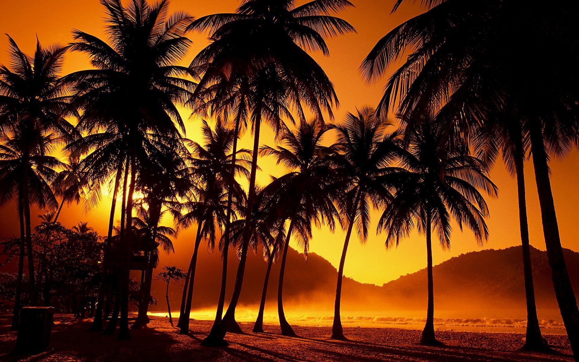 Gallery for - cool palm tree backgrounds