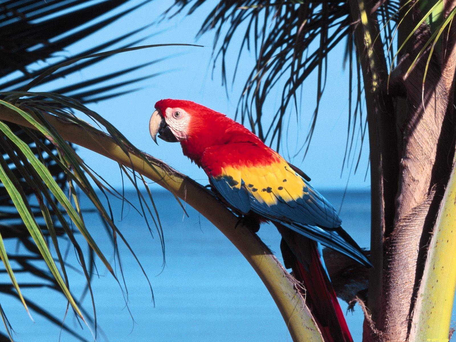 Scarlet Macaw Parrot In Palm Trees Free Desktop Background Free ...