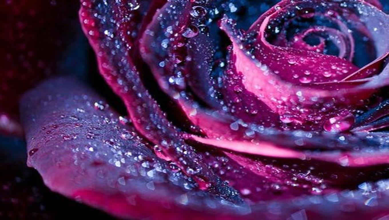 magenta rose - (#134891) - High Quality and Resolution Wallpapers ...