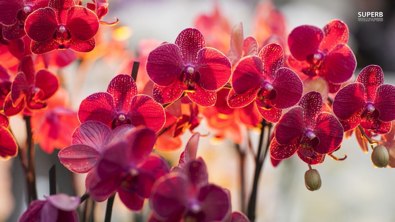 Wallpapers Orchid Magenta Orchids Flower 1366x768 | #341722 #orchid