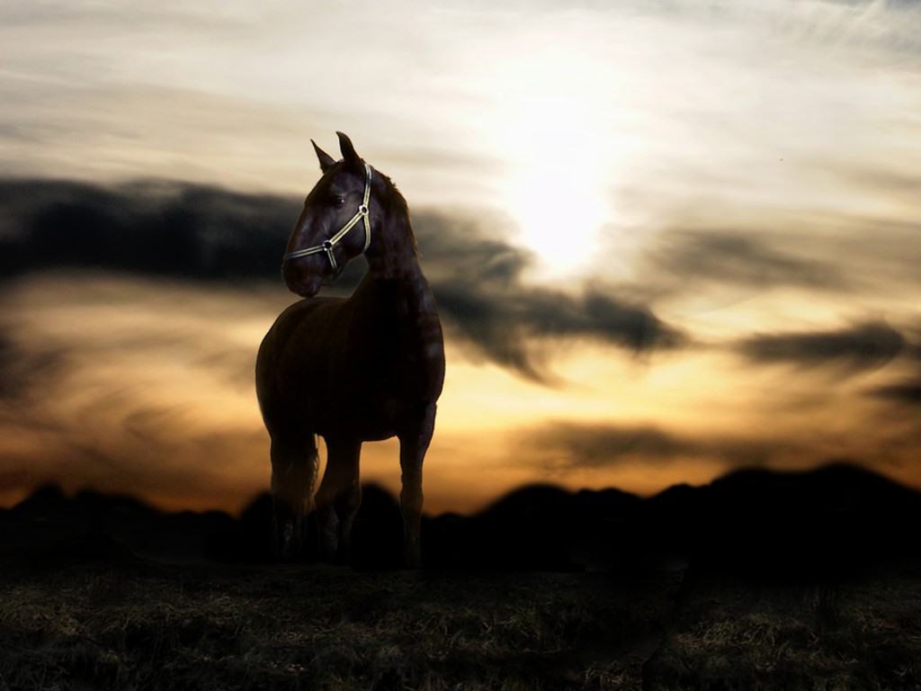 Horse Wallpaper Hd Collection (37+)
