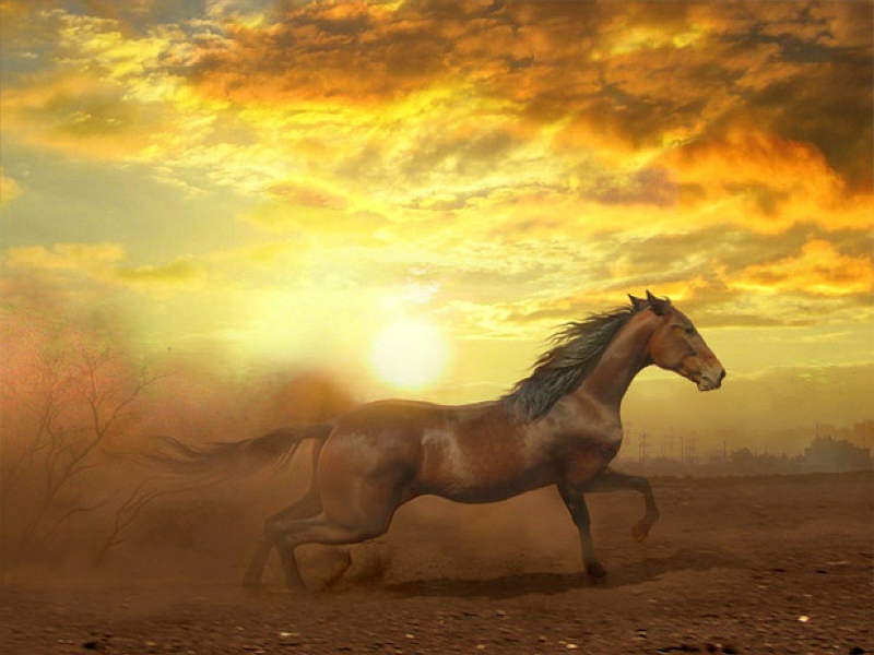 Beautiful Cool Beautiful Horse – Animals Horses HD Desktop Wallpaper