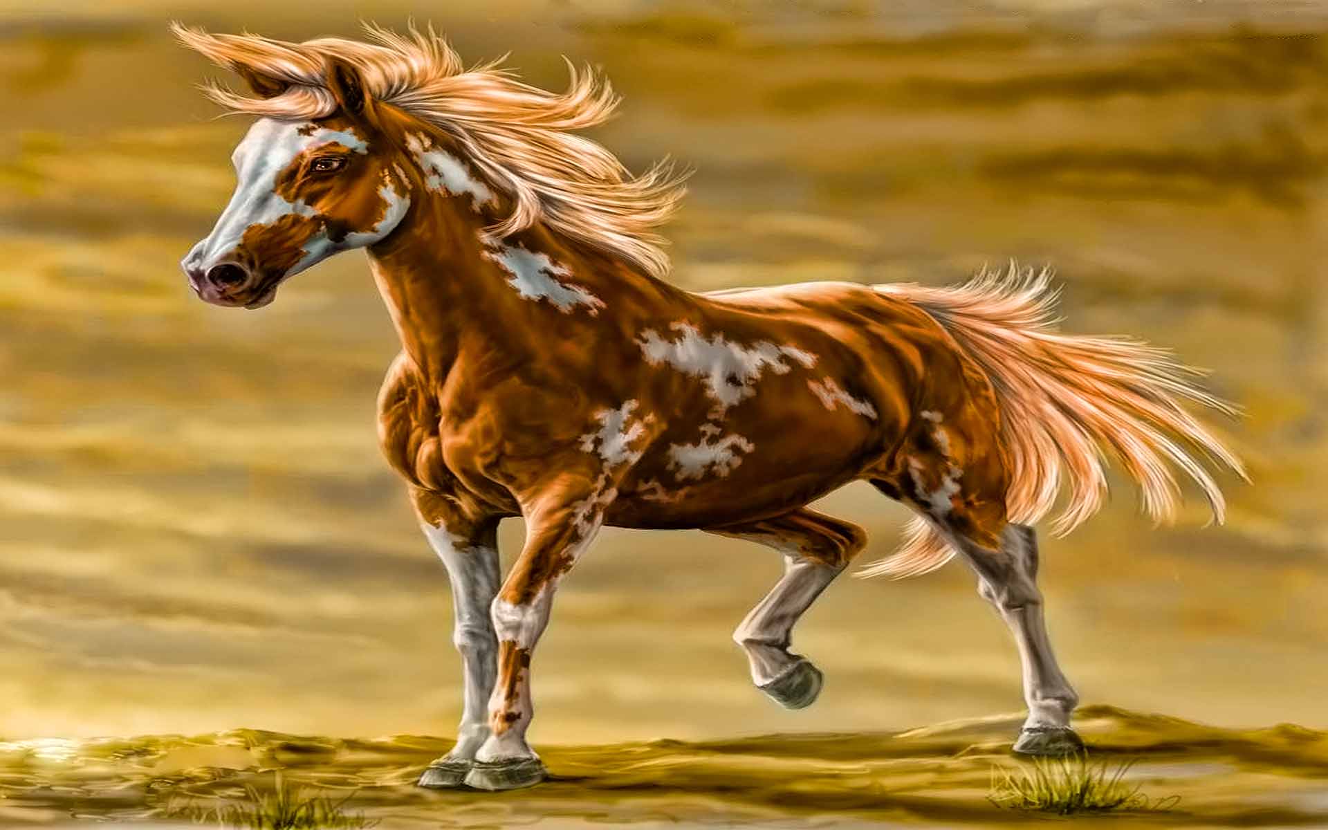 Paint Horse Wallpaper HD