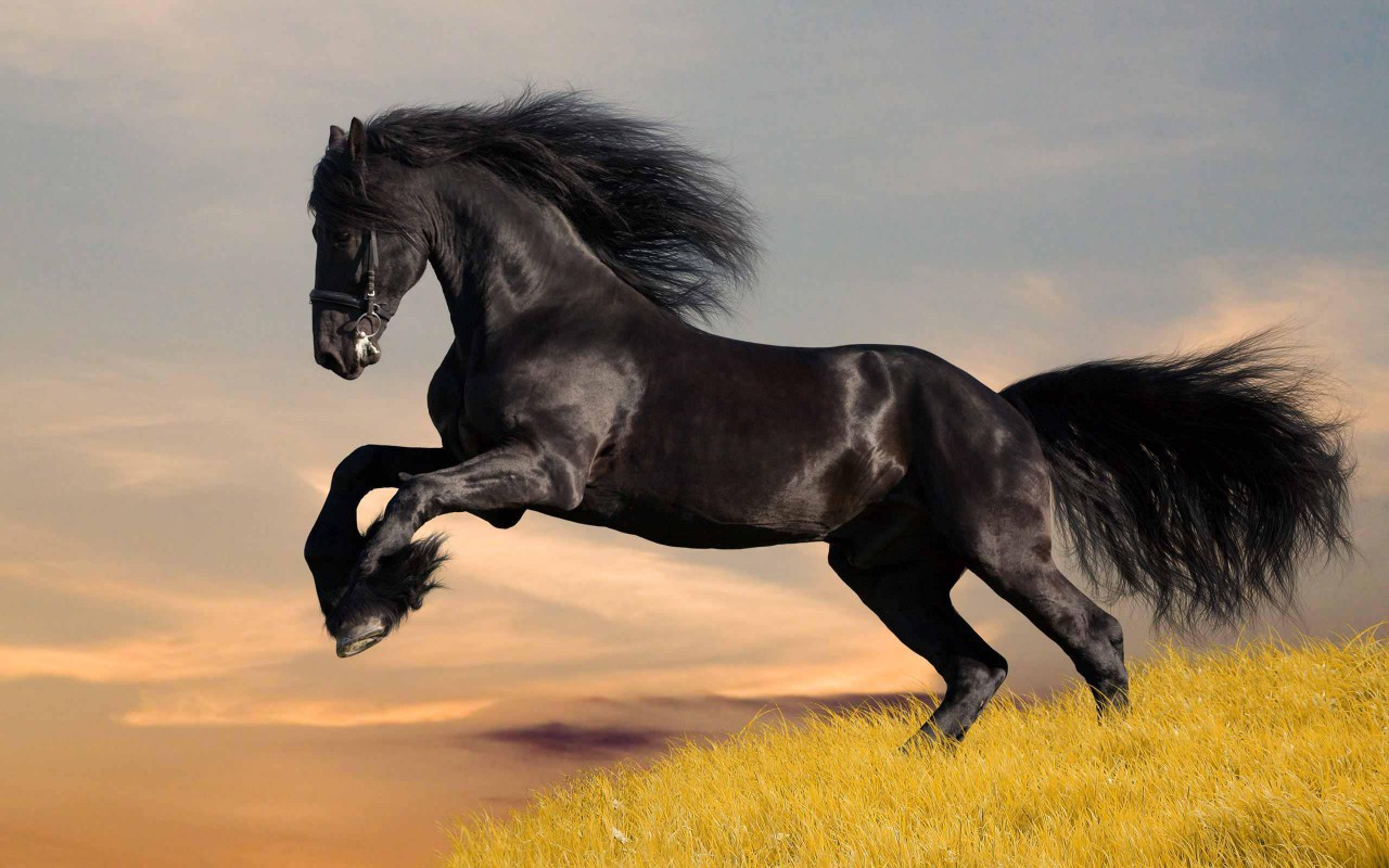 50 black horse high resolution wallpapers cool desktop background ...