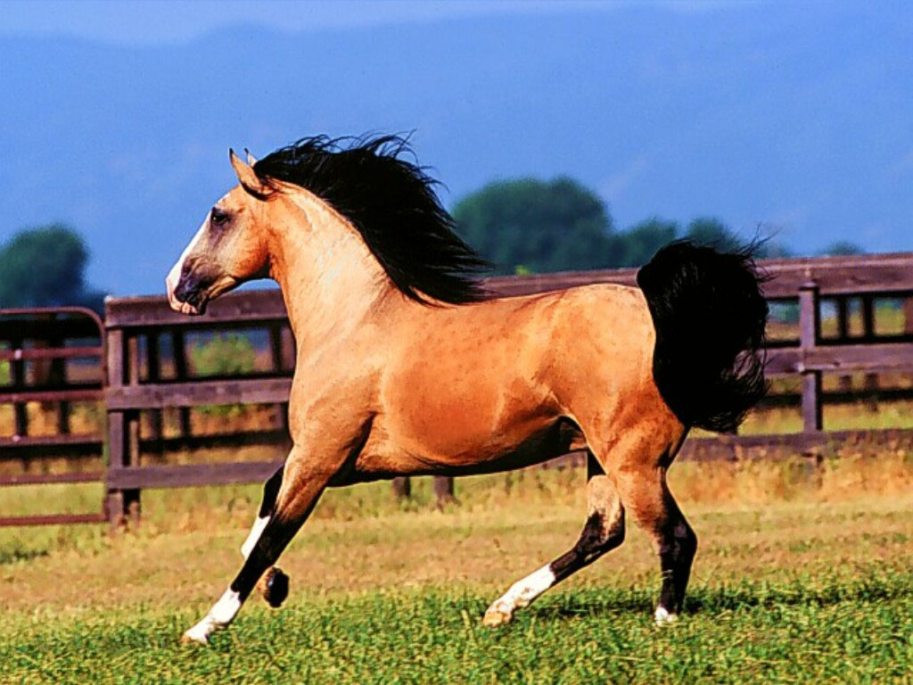 Lusitano Horse Wallpapers | Lusitano Horse Pictures | Cool ...