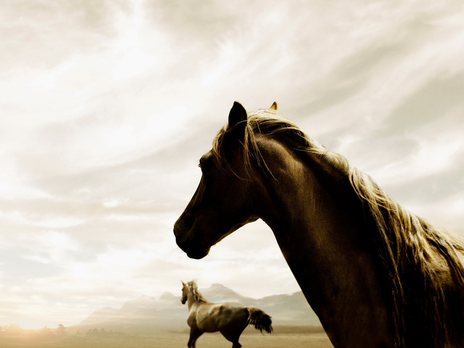 Amazing Cool Horse HD Wallpaper for Desktop | horse high ...