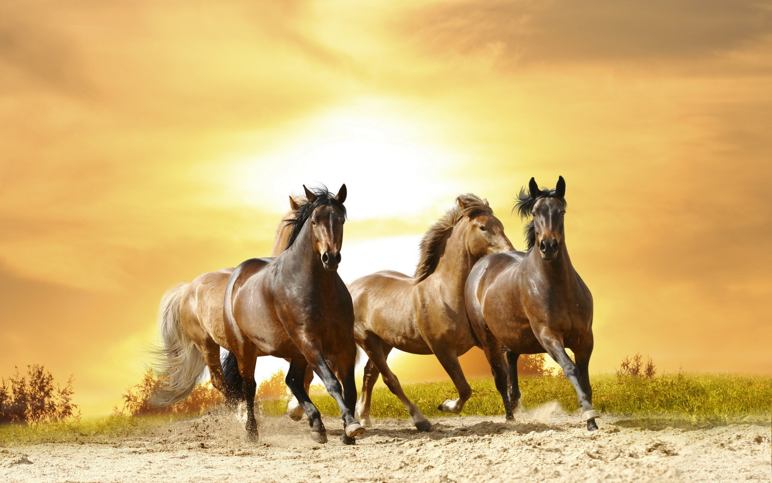 Horses: Horse Animals Stallion Wild Cool Wallpapers for HD 16:9 ...