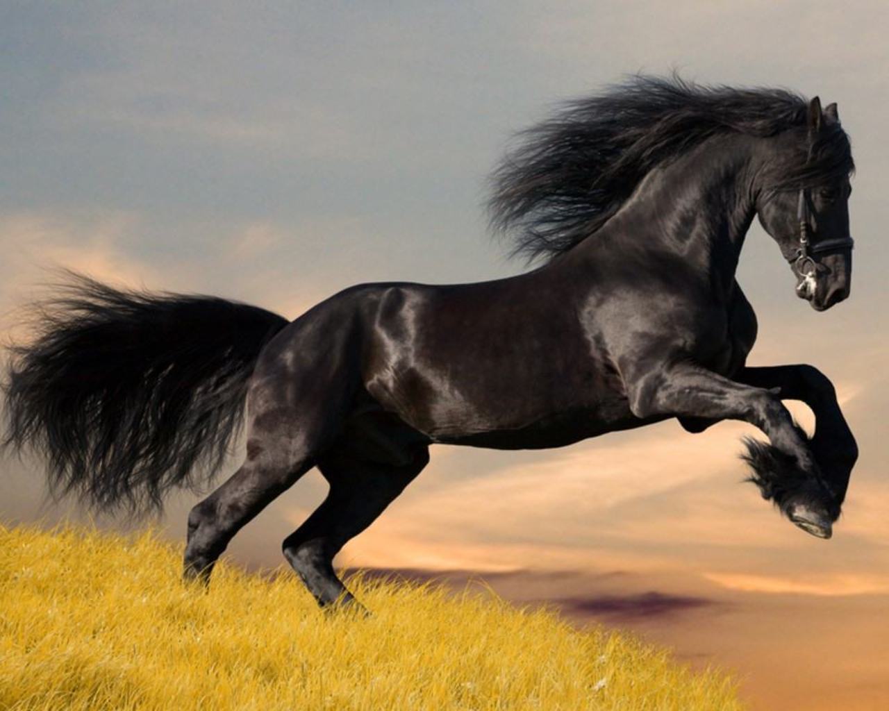 4 arabic horse hd wallpapers horse background cool wallpapers ...