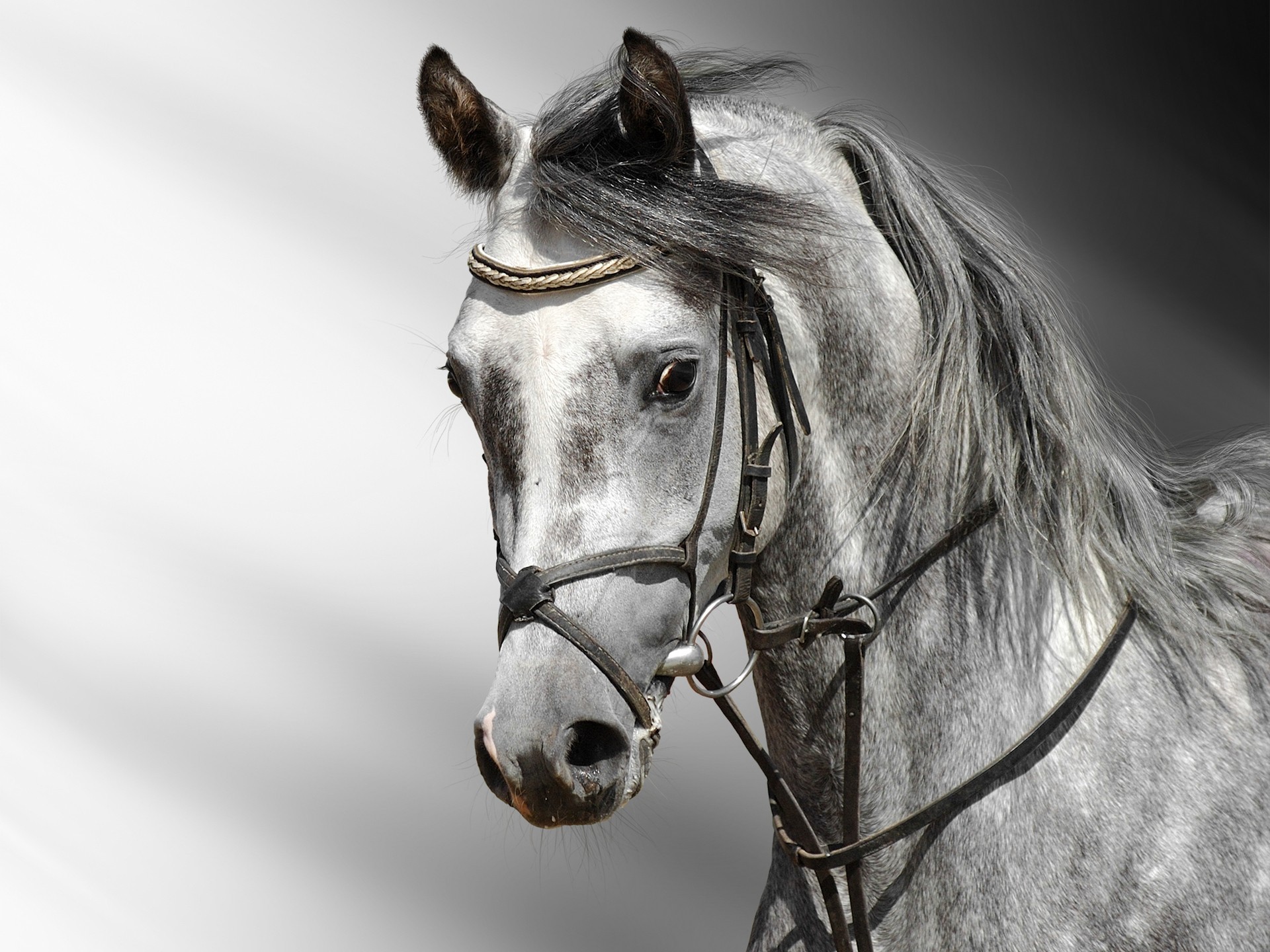 Amazing Cool Horse HD Wallpaper for Desktop | Horse Desktop ...