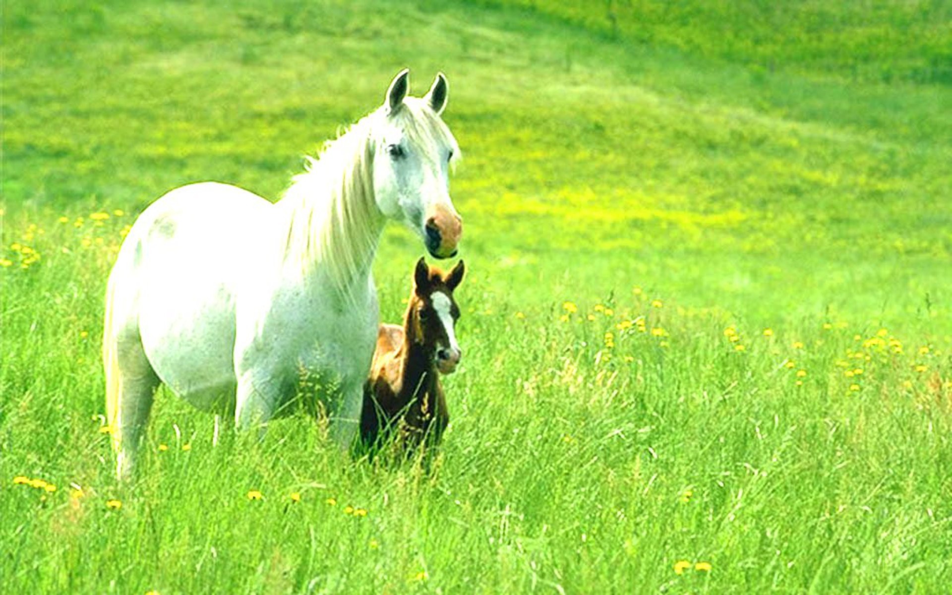 Horse Wallpaper Awesome Cool - fullwidehd.com
