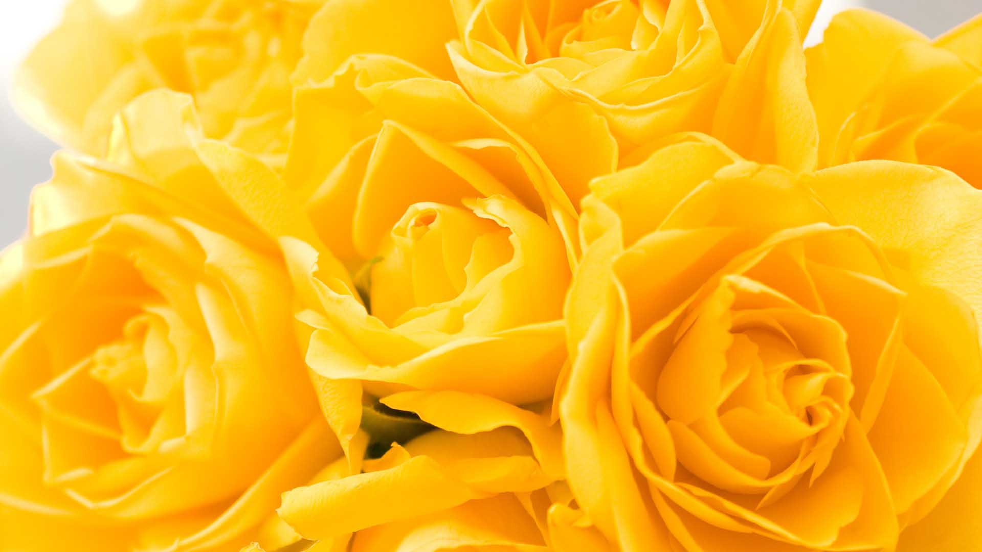 Best Yellow HD Wallpapers Free Download | New HD Wallpapers Download