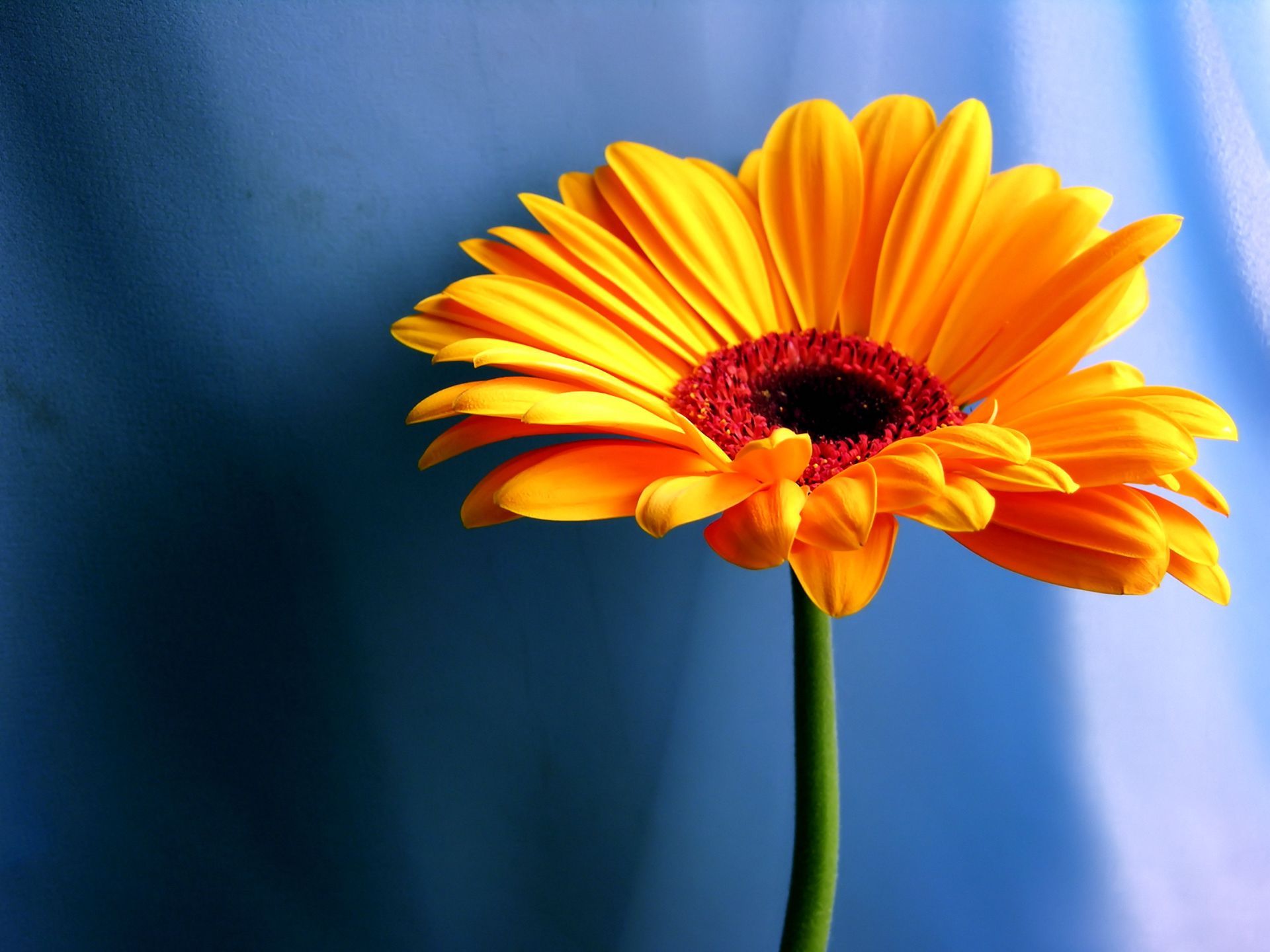 Bold Color Gerber Daisy Wallpaper Beautiful by Free download best
