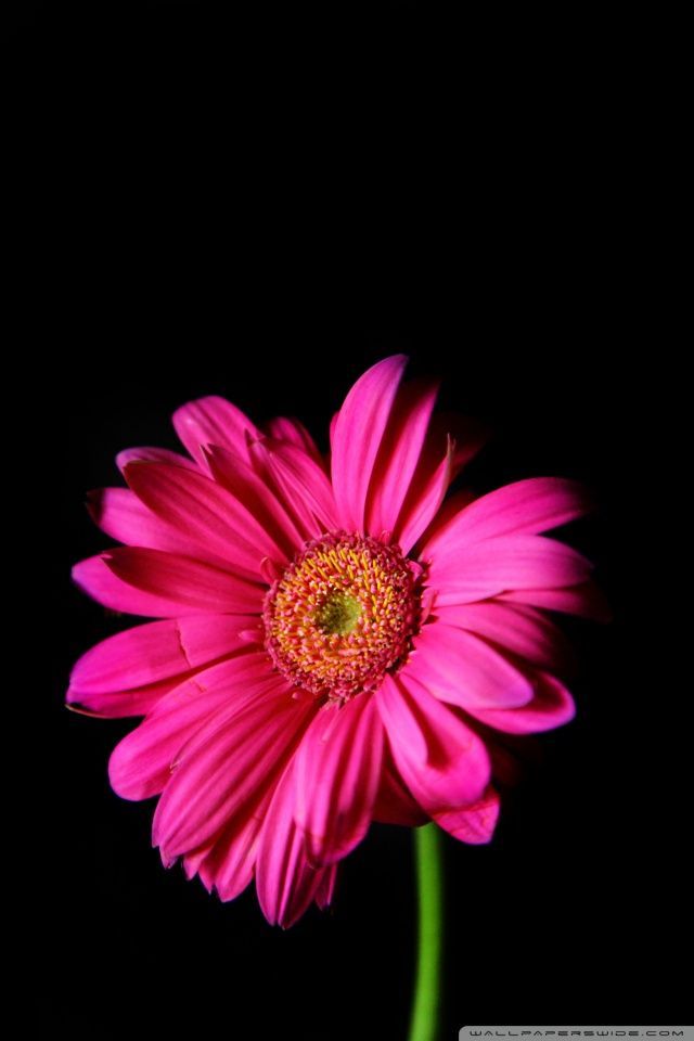 Hot Pink Gerber Daisy HD desktop wallpaper : High Definition ...