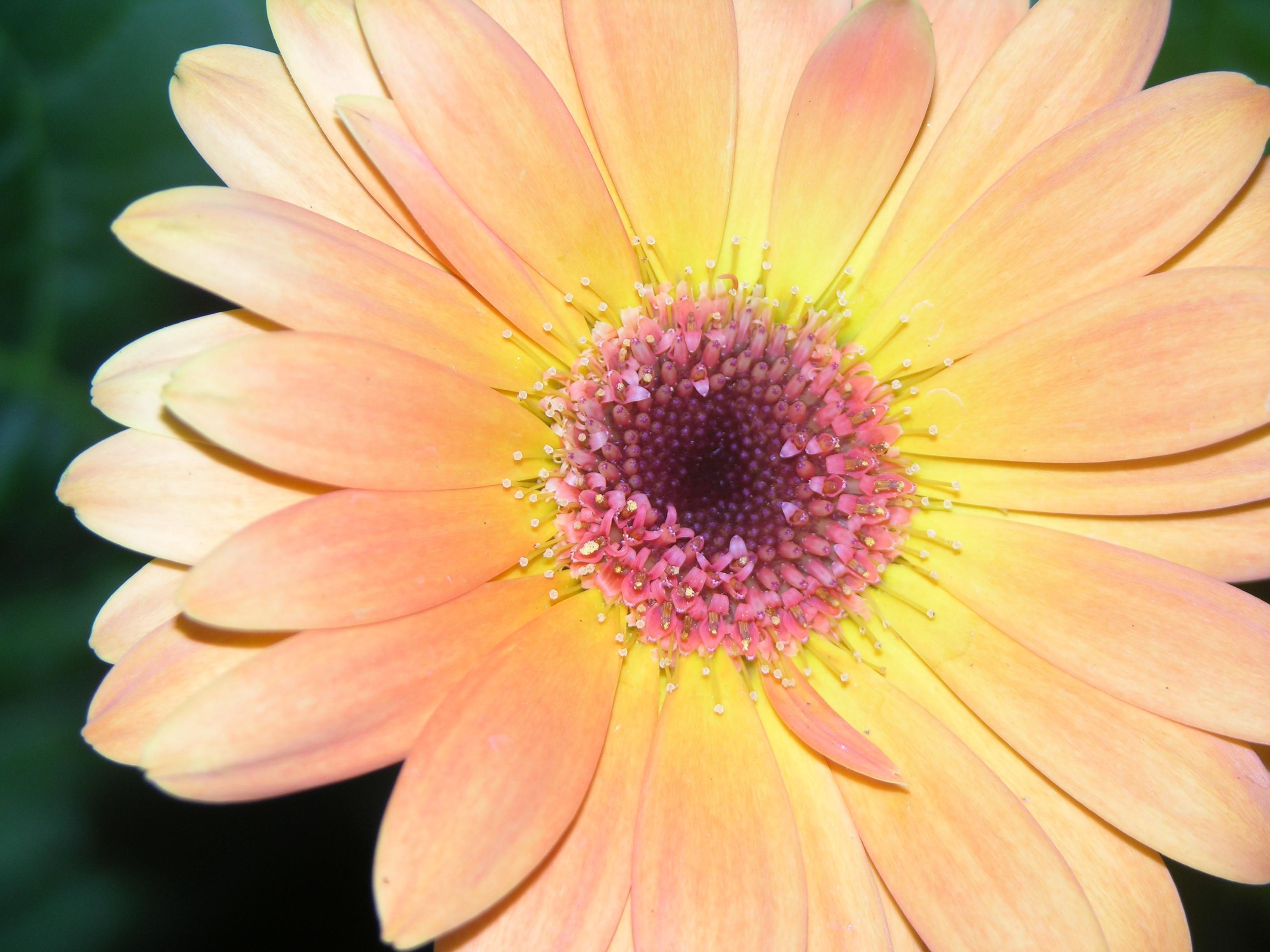 Gerber daisy - (#60575) - High Quality and Resolution Wallpapers ...