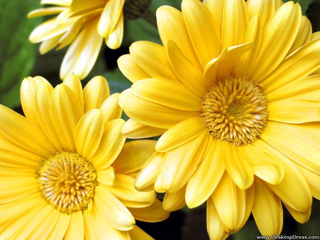 Desktop Wallpapers » Flowers Backgrounds » Yellow Gerbera Daisy ...