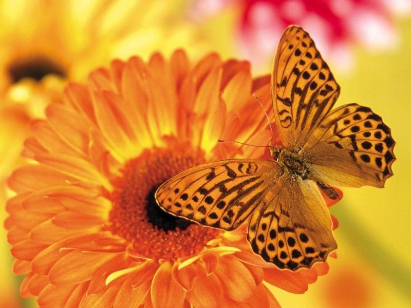 Beautiful Butterfly on a Gerbera Daisy widescreen wallpaper | Wide ...
