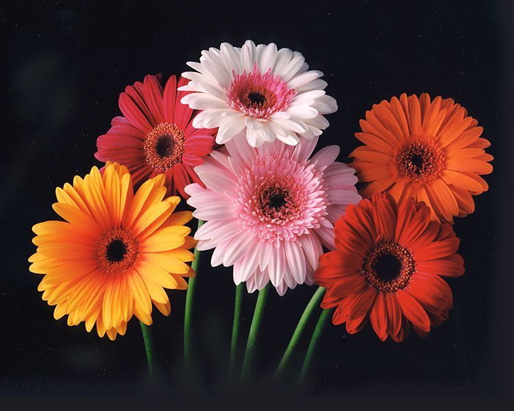 Gerbera Daisy Flowers | Flower Meanings, Pictures and Photos