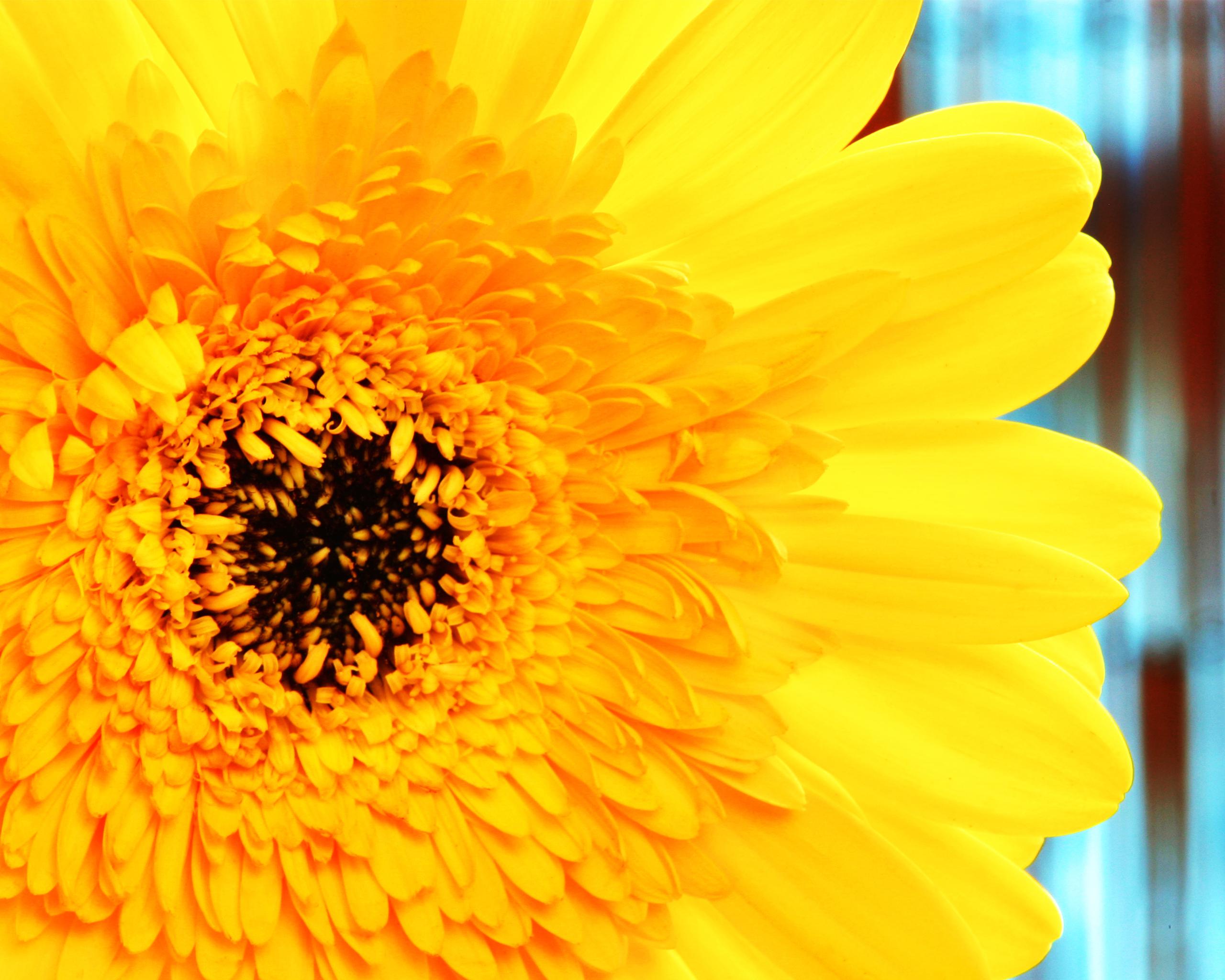 Yellow gerber daisy - (#141356) - High Quality and Resolution ...