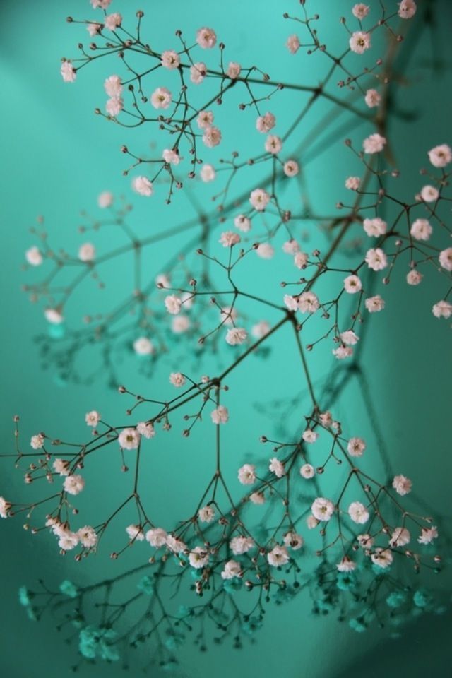 Pretty little Flowers iPhone Wallpaper Download | iPhone ...