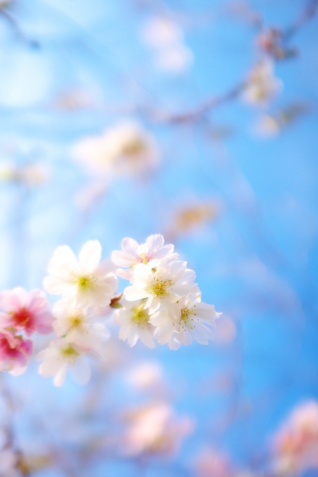 Pretty little cherry iPhone 4s Wallpaper Download | iPhone ...