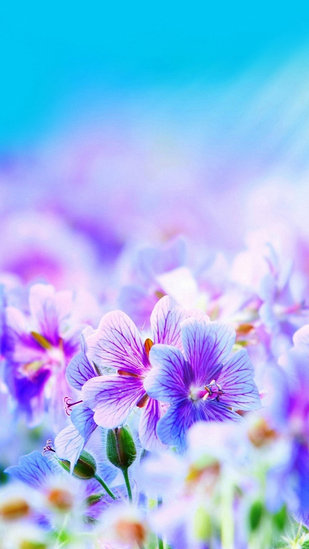Purple Pretty Flowers iPhone 6s Wallpapers HD