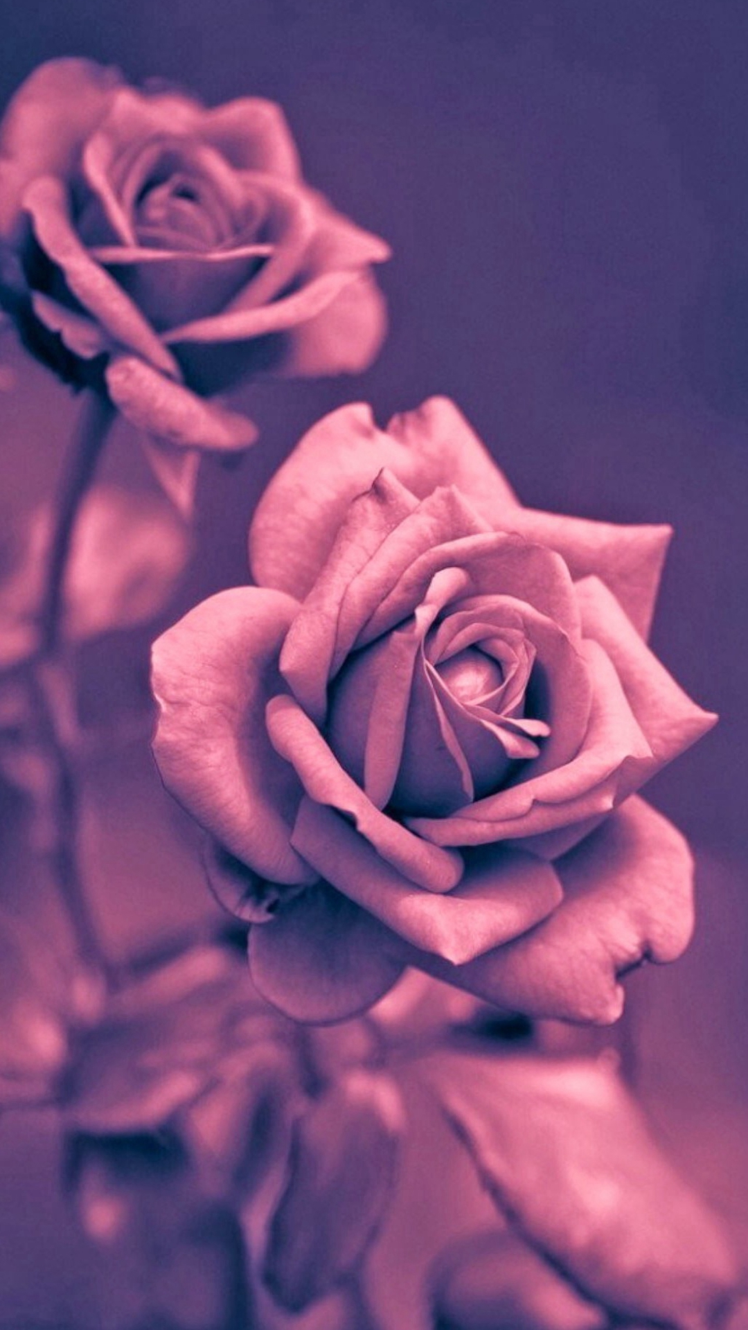 Beautiful Pink Rose Closeup iPhone 6 Wallpaper Download | iPhone ...