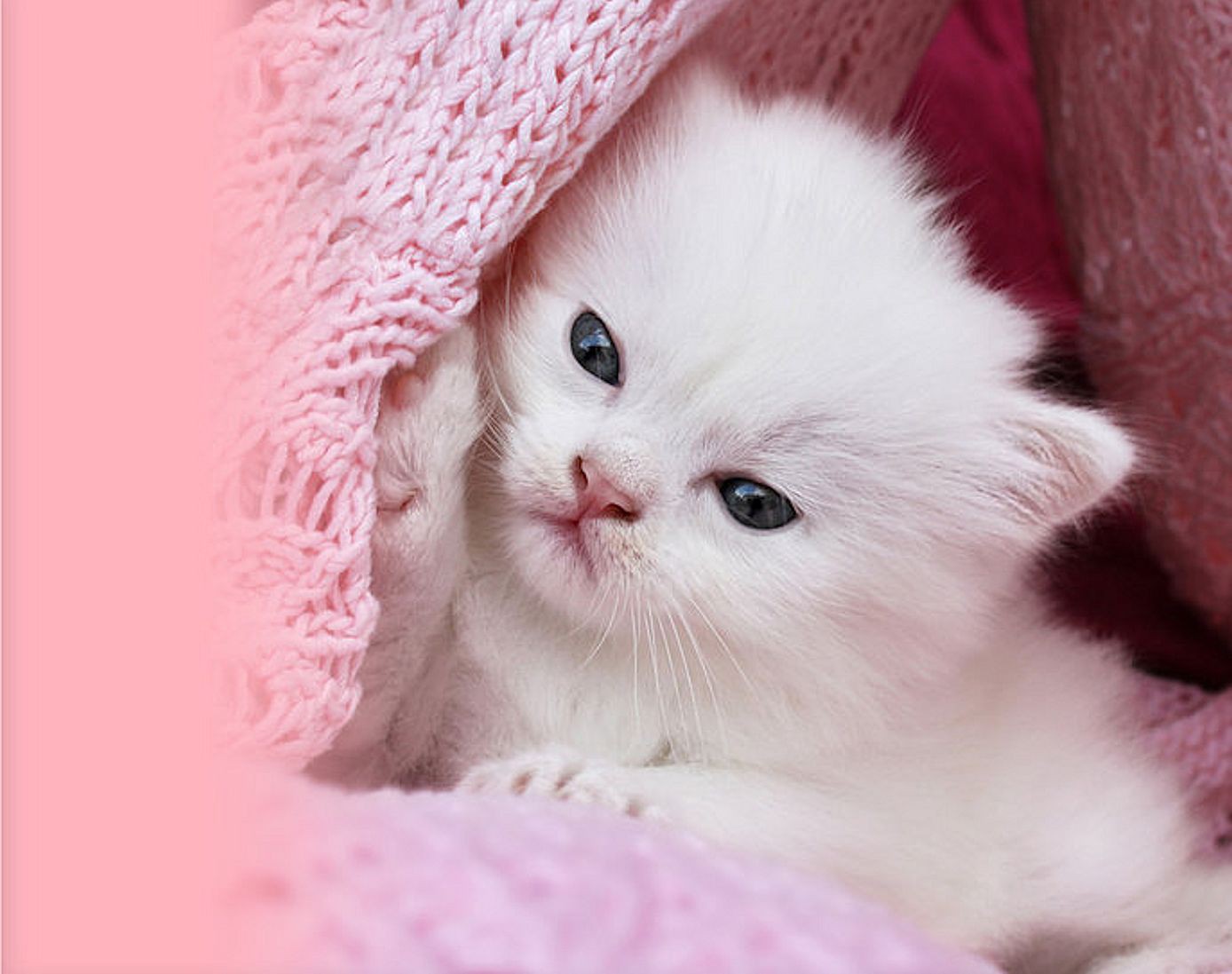 Cats: White Kitty Animals Cats Cute Desktop Background Images for ...