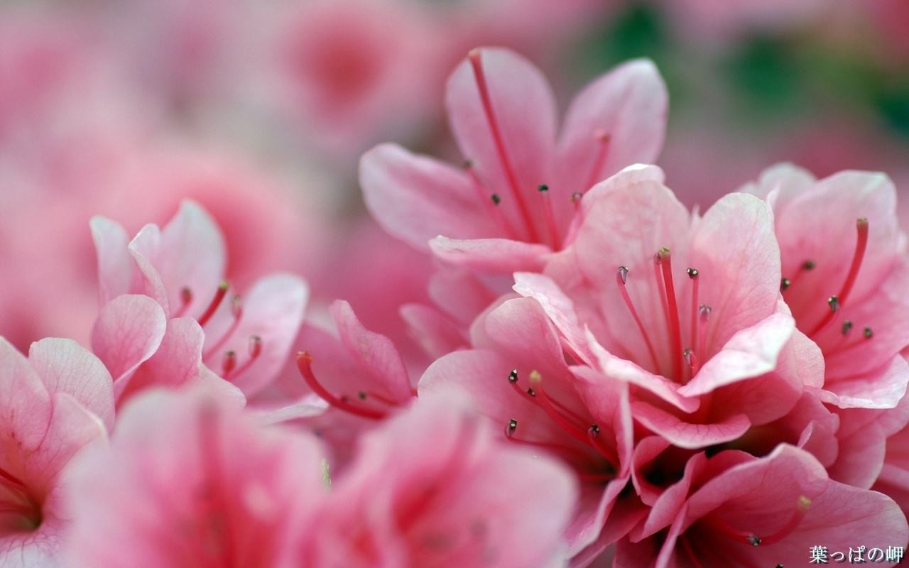 Flowers: Lovely Pink Flowers Bloom Petals Cute Desktop Mobile Free ...
