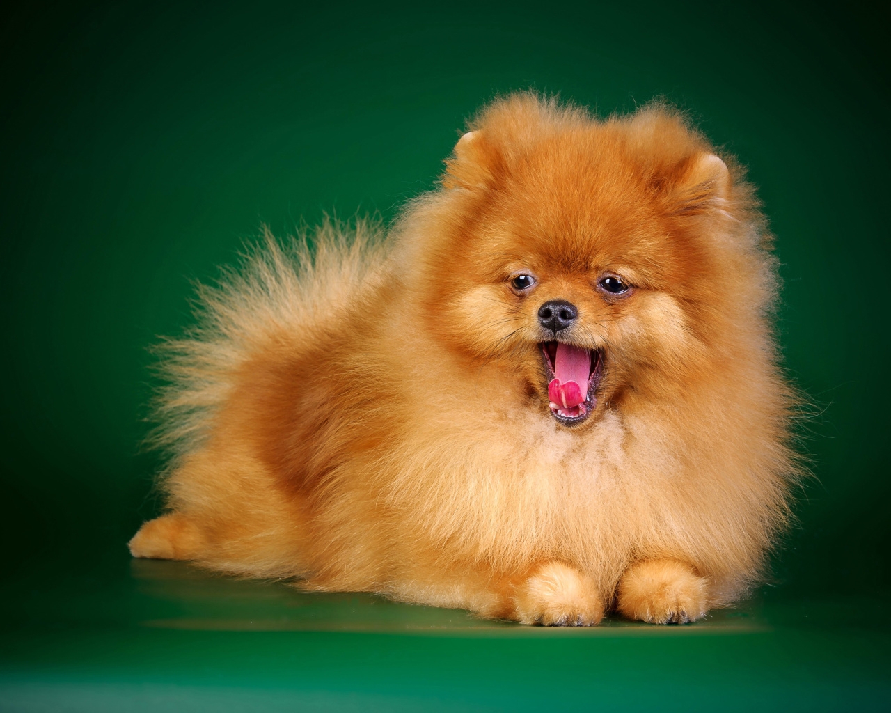 Dogs Spitz Dog Puppy Cute Desktop Background Images ~ Dogs for HD ...