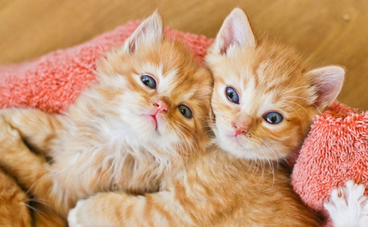 Cats: Ginger Kittens Animals Cats Cute Desktop Background Images ...