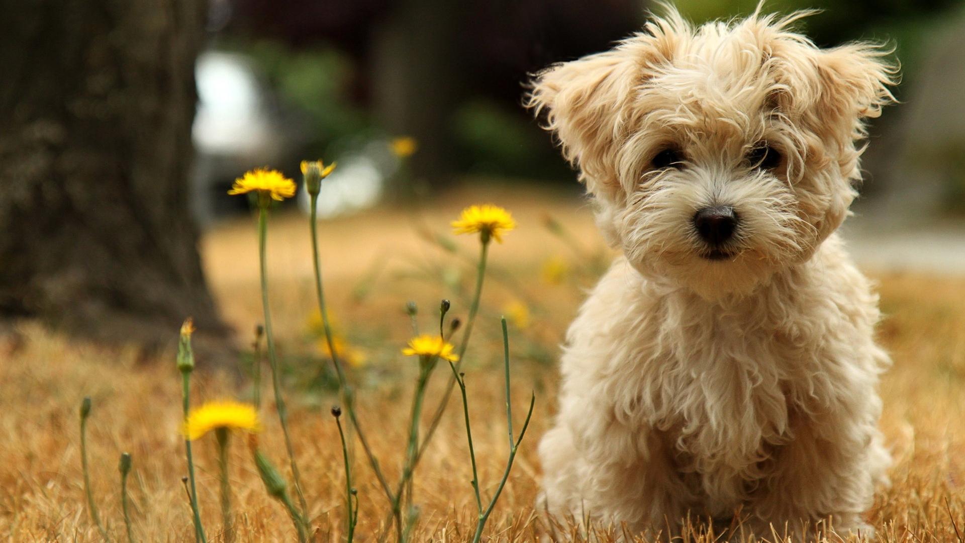 Download Cute Dog Pictures Background Wallpaper | Full HD Wallpapers