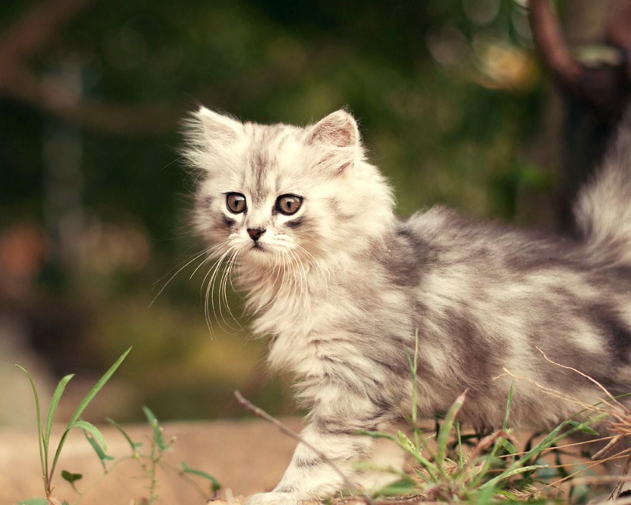 Cats: Cat Animals Pet Cute Desktop Background Images for HD 16:9 ...