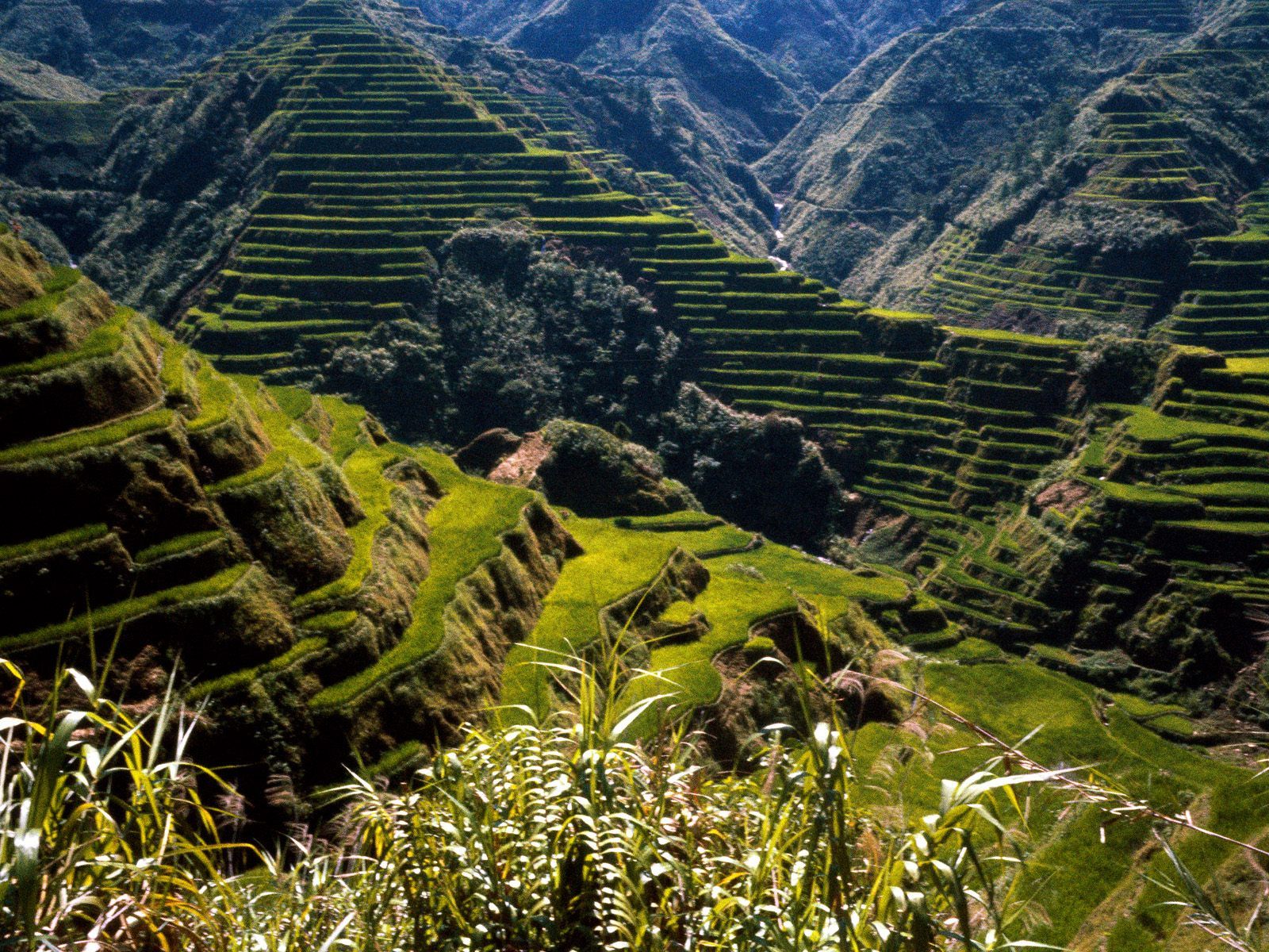 Ancient Rice Terraces / Philippines wallpapers and images