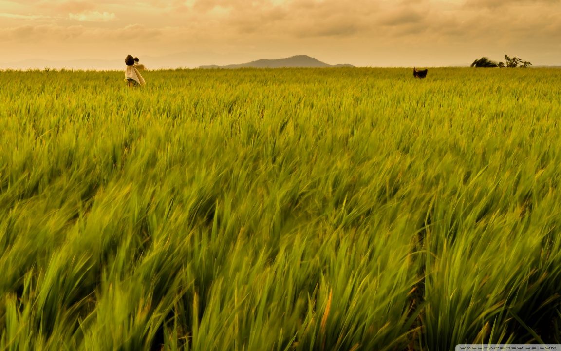 Rice Field Philippines HD desktop wallpaper High Definition