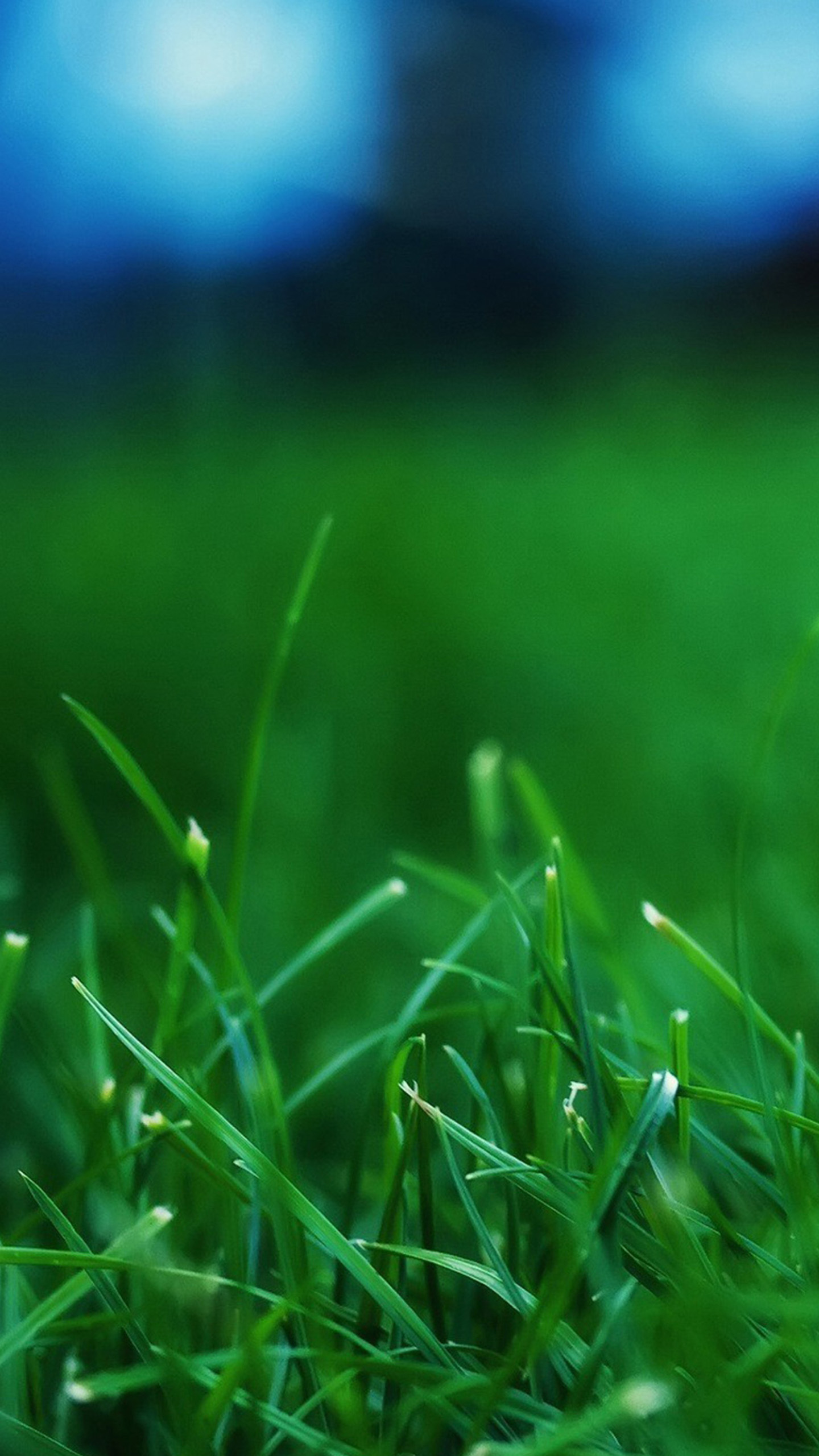 Plant LG G3 Wallpapers HD